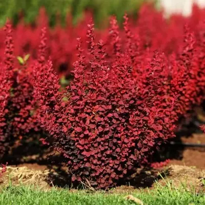 Барбарис Тунберга (Berberis thunbergii) «Venice»