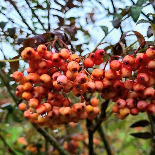 Рябина Арнольда (Sorbus arnoldiana) `Red Tip`