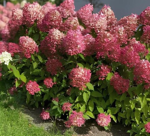 Гортензия метельчатая "Magical Monte Malinche"