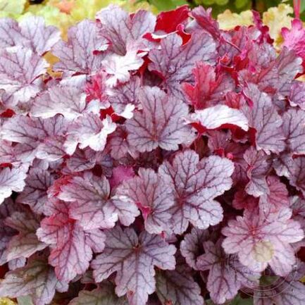 Гейхера  (Heuchera) «Milan»