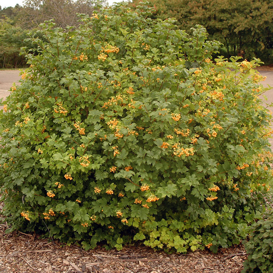 Калина обыкновенная (Viburnum opulus) «Xanthocarpum»