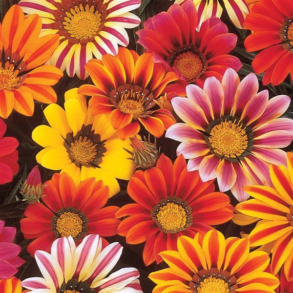 Гацания жестковатая(Gazania rigens)«Sunshine Mix»