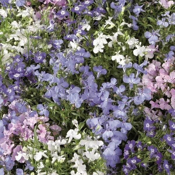 Лобелия ежевидная(Lobeliaerinus erinus) Palace