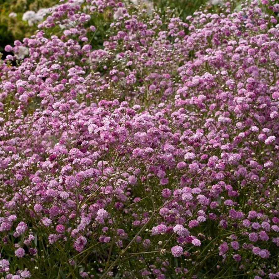 Гипсофила метельчатая (Gypsophila) «Festival Pink Lady»