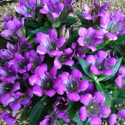 Горечавка шероховатая (Gentiána scábra)