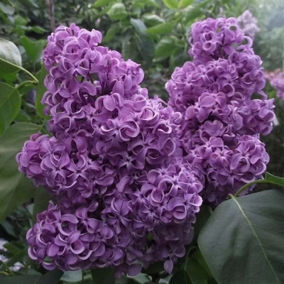 Сирень обыкновенная «Академик Курчатов»