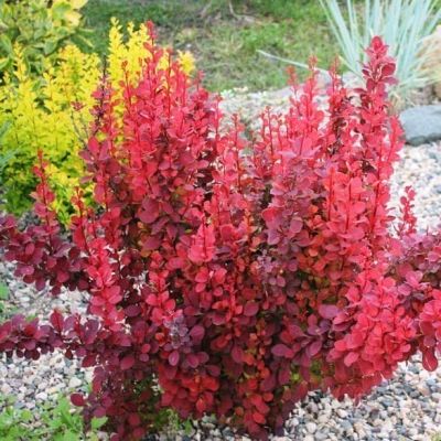 Барбарис Тунбергера (Berberis thunbergii) “Orange Sunrise”
