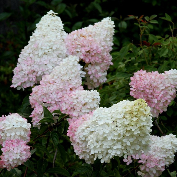 Гортензия метельчатая (Hydrangea paniculata) «Little Blossom»
