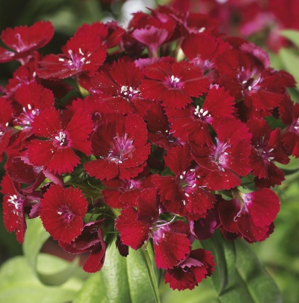 Гвоздика турецкая (Dianthus barbatus) "Barbarini Red"