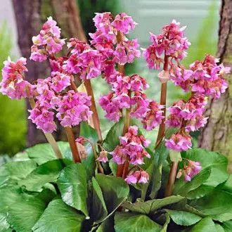 Бадан сердцелистный (Bergenia cordifolia)