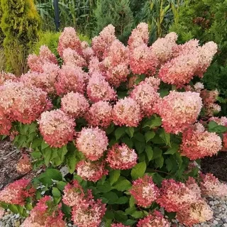 Гортензия метельчатая (Hydrangea paniculata) «Gardenlight Pinklight»