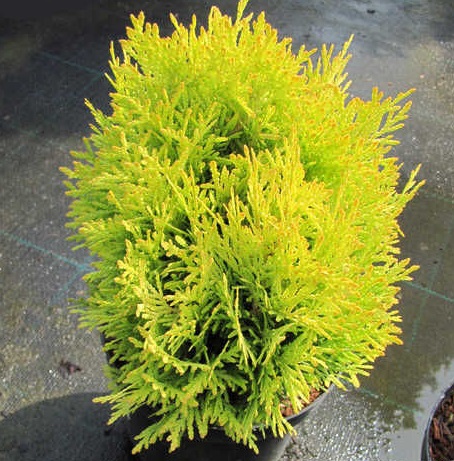 Туя западная (Thuja oссidentalis) “'Dawid Light'”
