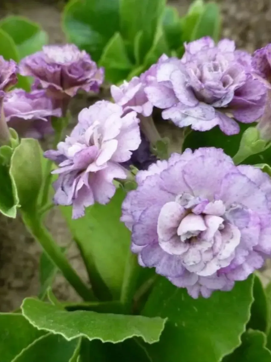 Примула ушковая (Primula auricula)       «Xaver Light»