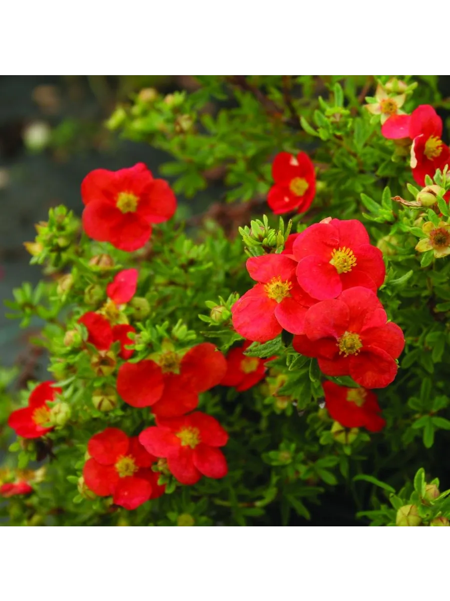 Лапчатка кустарниковая (Potentilla fruticosa) "Marian Red Robin"