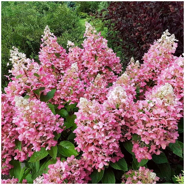 Гортензия метельчатая (Hydrangea paniculata) “Pink Lady”