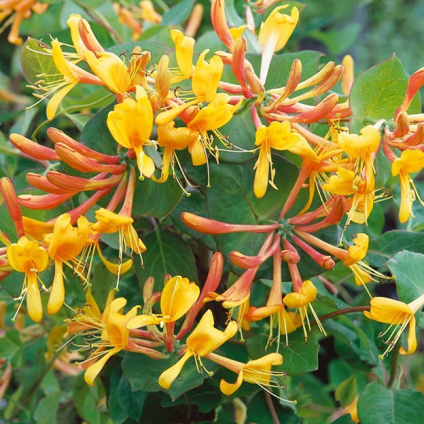 Жимолость Тельмана (Lonicera tellmanniana)