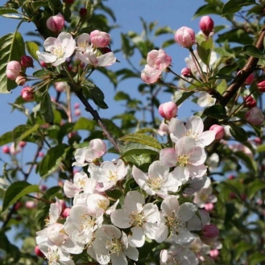 Яблоня декоративная (Malus) "Professor Sprenger"