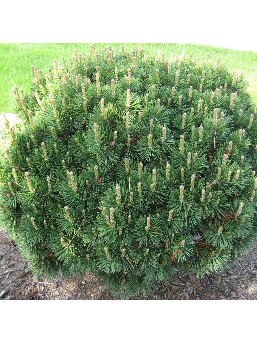 Сосна горная (Pinus mugo)“Gnom”