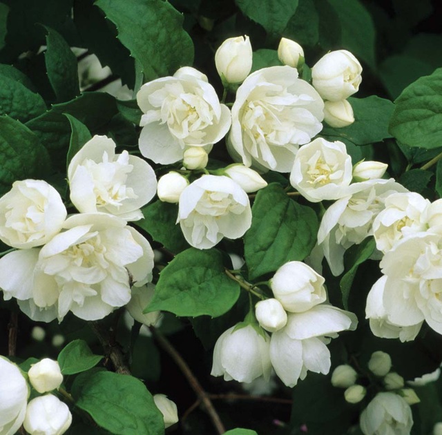 Чубушник «Литавры»