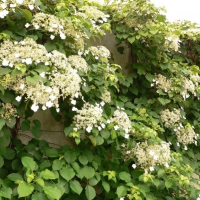 Гортензия черешковая (Hydrangea anomala)