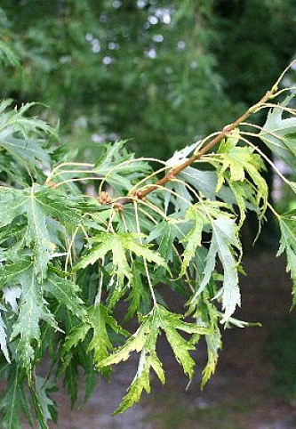 Клен сахаристый (серебристый) "Born`s Gracious"