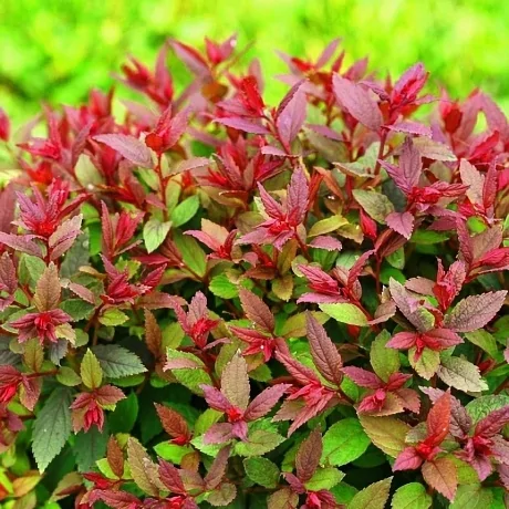 Спирея японская (Spiraea japonica) “Double Play Big Bang”