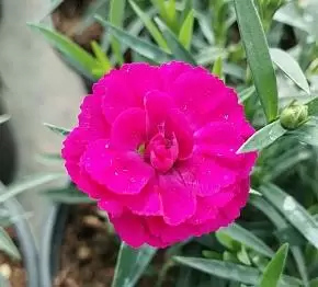 Гвоздика "Paddock Violet"