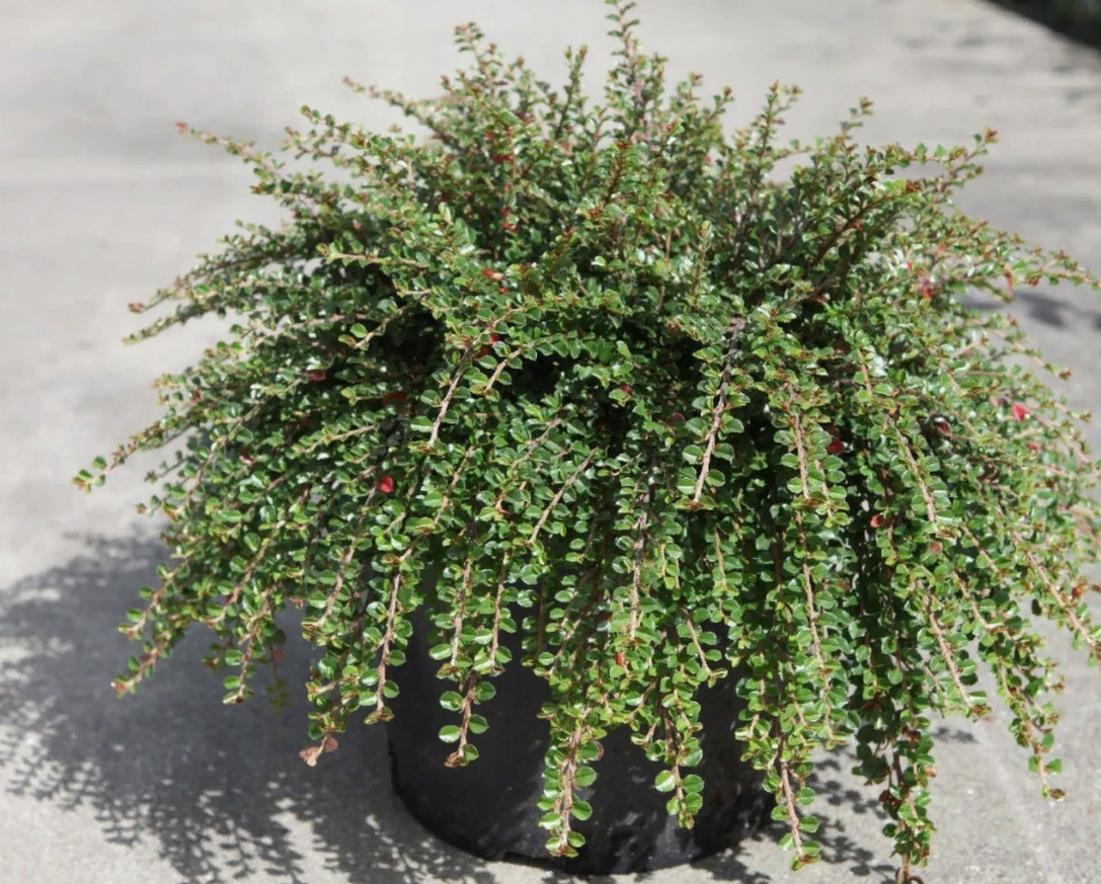 Кизильник Прижатый (Cotoneaster adpressus)                         "Little Gem"