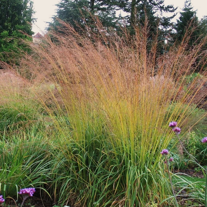 Молиния тростниковая (Karl Foerster)