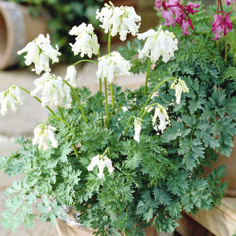 Дицентра красивая (Dicentra formosa) «Aurora»