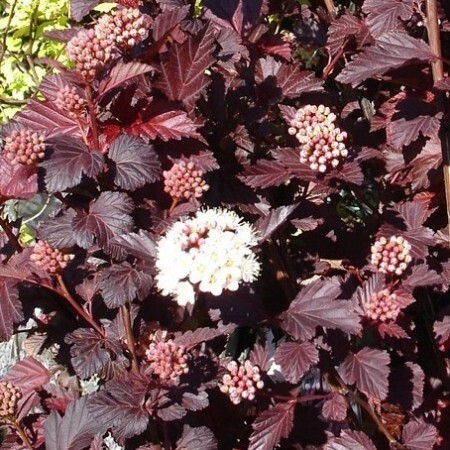 Пузыреплодник калинолистный   (Physocarpus opulifolius)                     'Lady in Red'