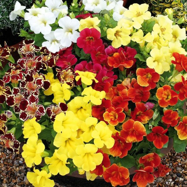 Мимулюс гибридный(Mimulus х hybridus) «Magic Mixed»