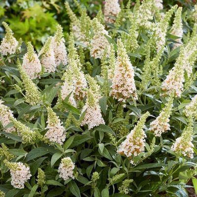 Буддлея Давида (Buddleja davida) «Butterfly Candy Little White»