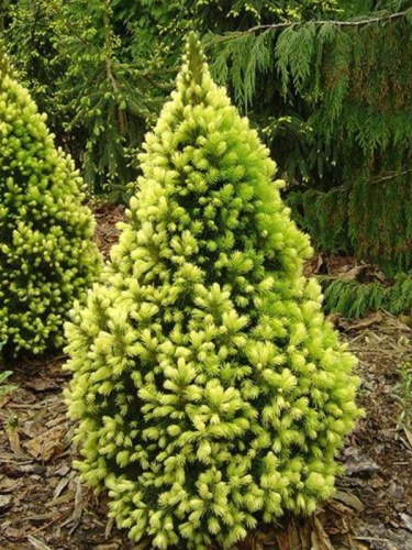 Ель канадская (сизая) (Picea glauca)“Rainbow`s End”