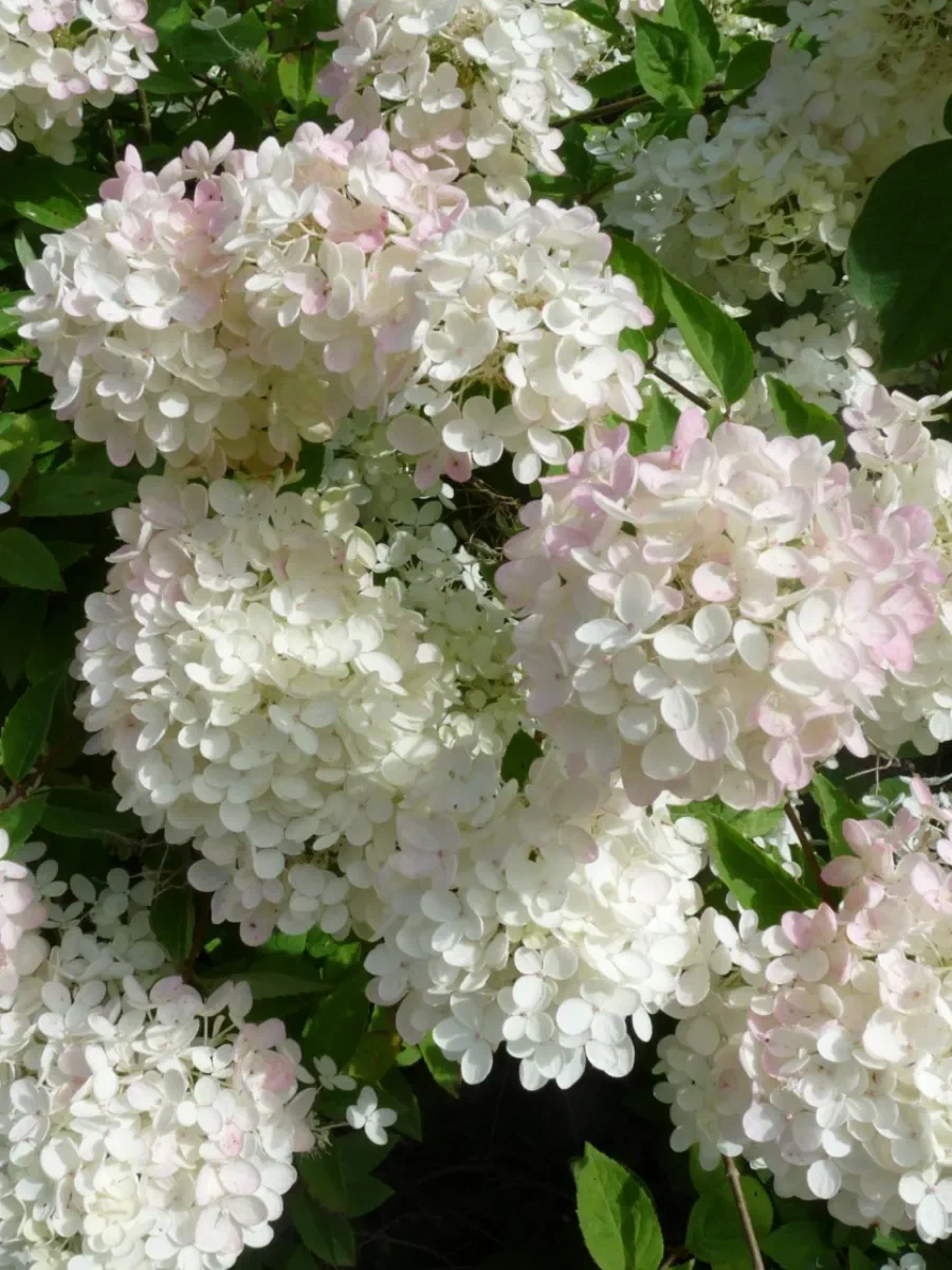 Гортензия метельчатая (Hydrangea paniculata)  “Harry Souvenir ”