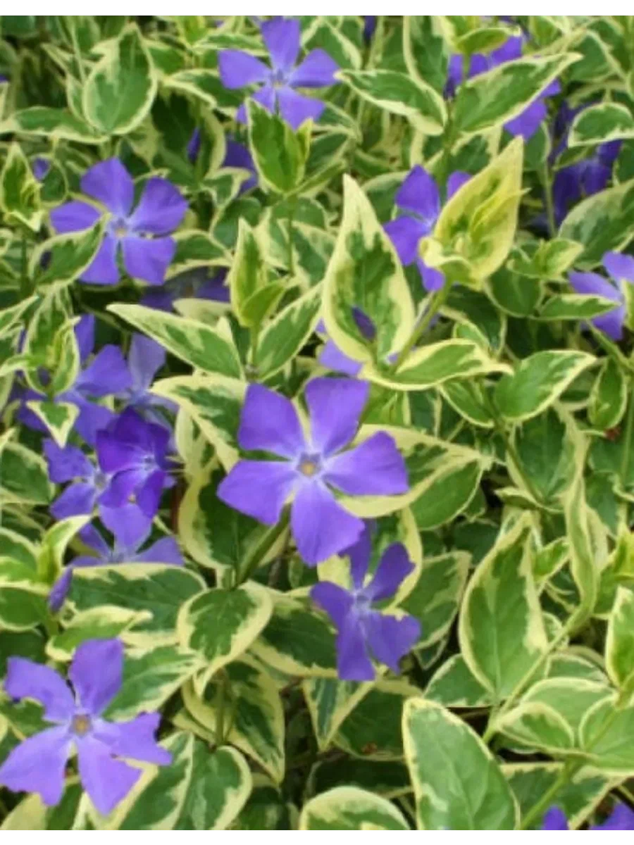 Барвинок малый (Vinca minor) «Variegata»
