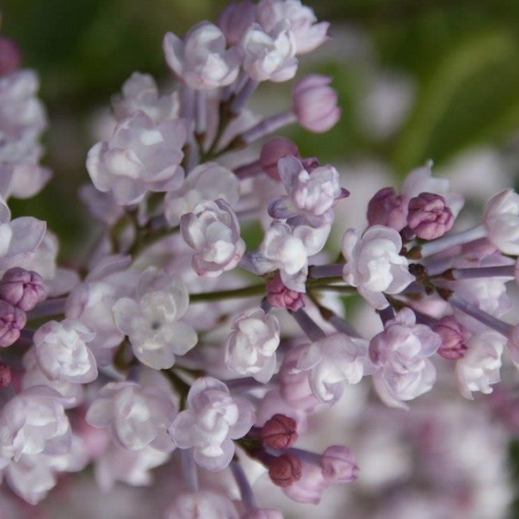 Сирень гиацинтовая (Syringa hyacinthiflora)  "Anabel"