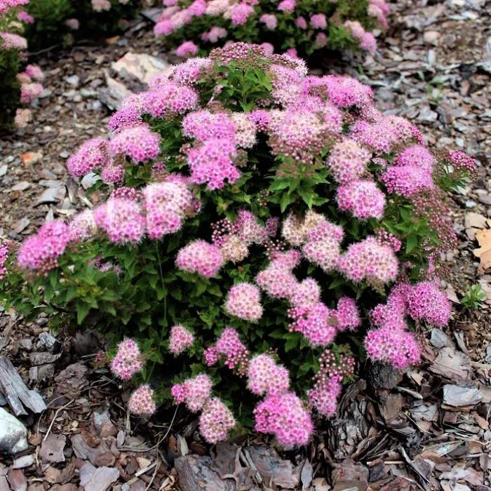 Спирея японская  (Spiraea japonica) "Japanese Dwarf"