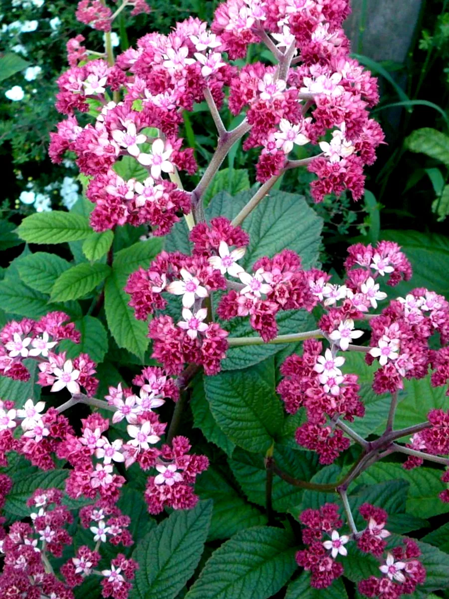 Роджерсия               «Dark Pokers»