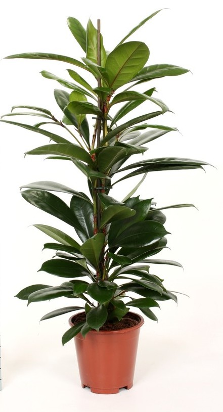 Фикус бокальчатоприлистниковый