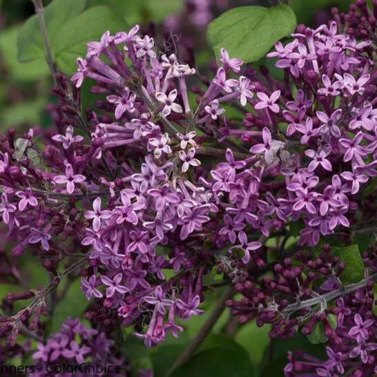 Сирень Мейери (Syringa meyeri) «Flowerfesta Purple»