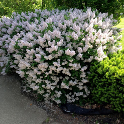 Сирень отклоненная (Syringa patula)           “Miss Kim”