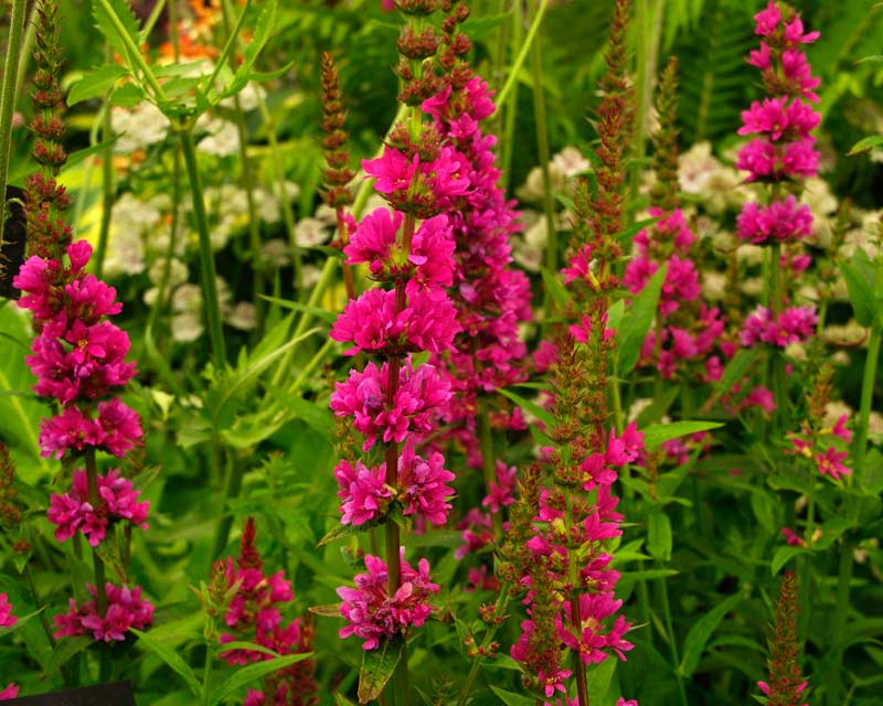 Дербенник прутовидный "Helen"