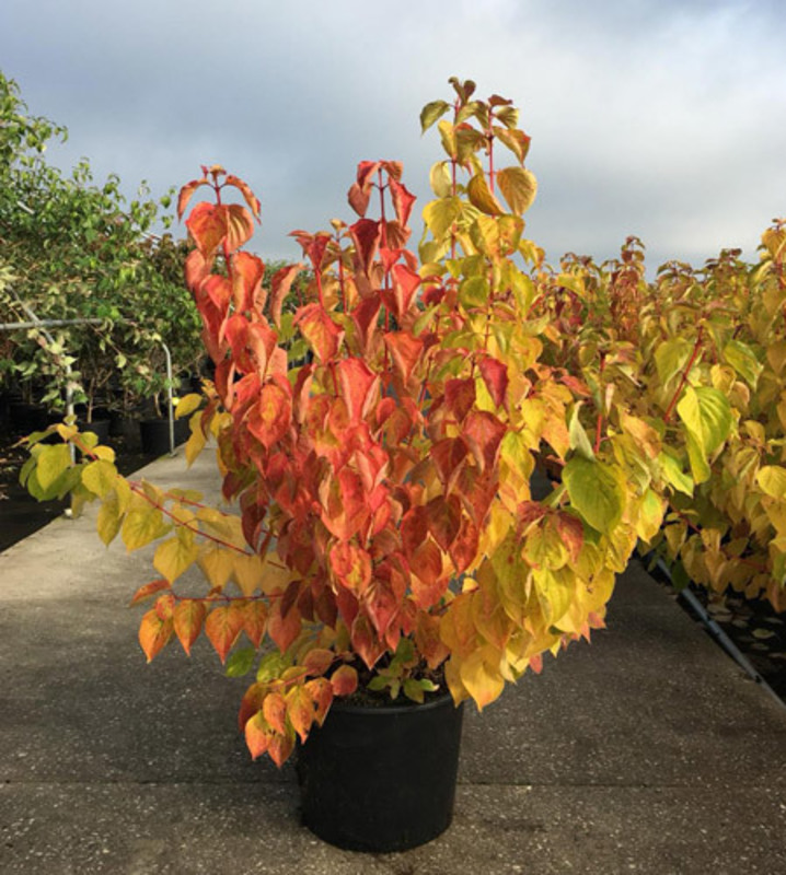 Дерен кроваво-красный«Magic Flame»