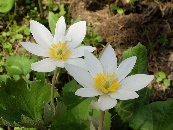 Сангвинария канадская