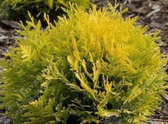 Туя западная (Thuja oссidentalis) 'Harvest Moon'