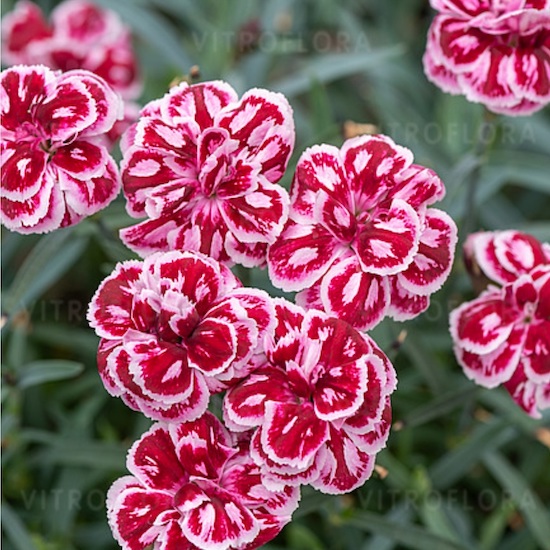 Гвоздика "Strawberry Ice"