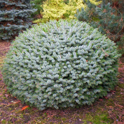 Ель ситхинская (Picea sitchensis) 'Tenas'
