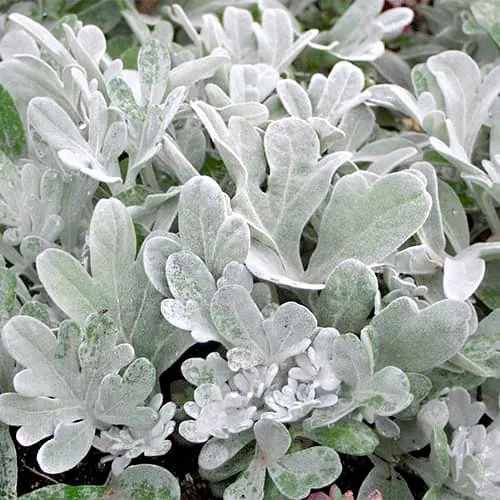 Стахис (Stachys) шерстистый