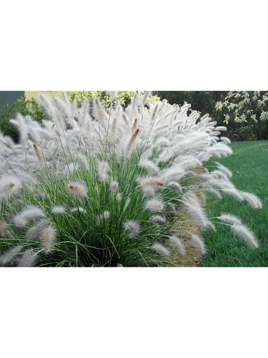 Пеннисетум мохнатый (Fluffy)